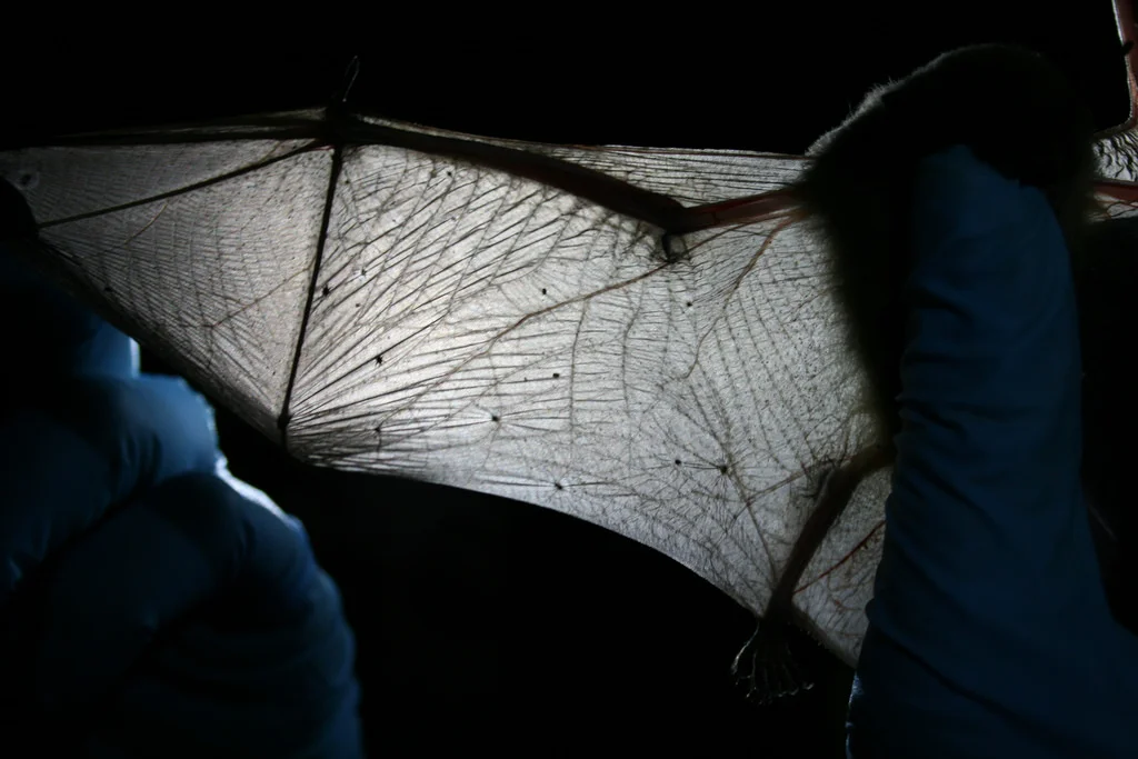 Biologist inspects bat wing. credit USFWS/Ann Froschauer