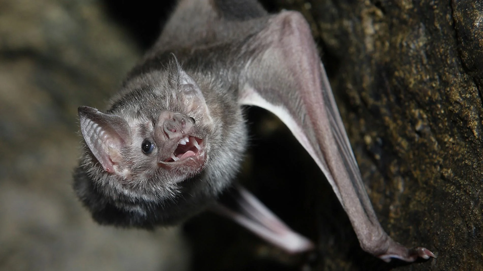 Photo credit: Nat Geo Kids