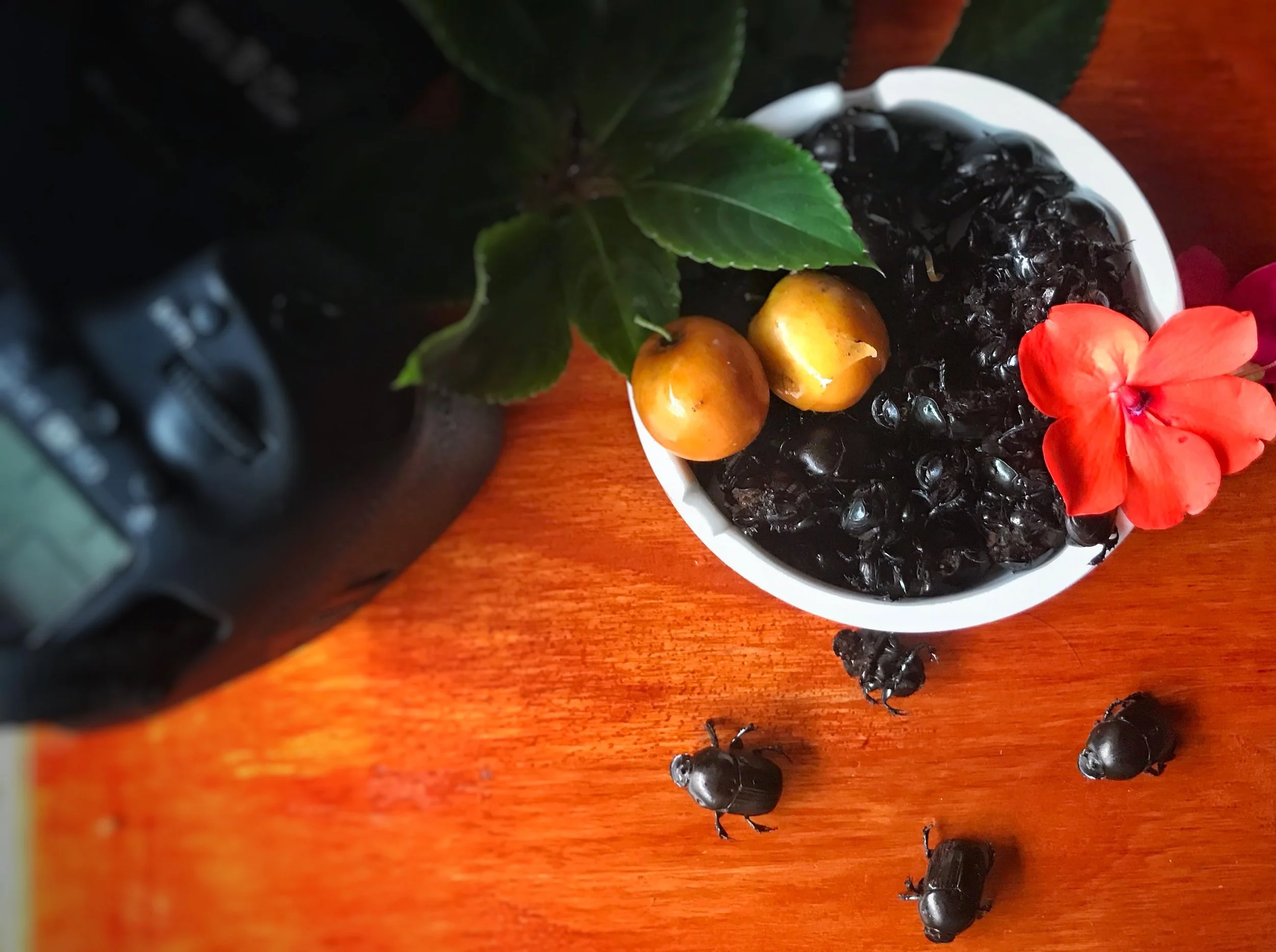 Prepping a quick snack of Dung beetles (they will be soon fried) after taking pictures of a marketplace in Thailand. Credit Mallory Lindsay