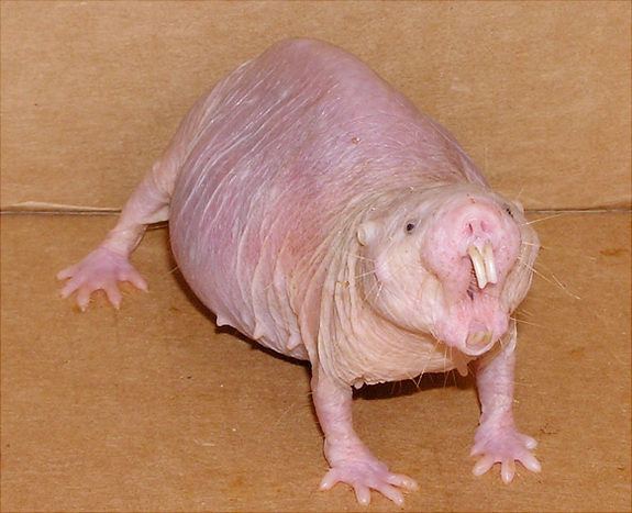 MYTH: NAKED MOLE RATS ARE JUST NAKED RATS THAT LIVE UNDERGROUND. — Ms.  Mallory Adventures