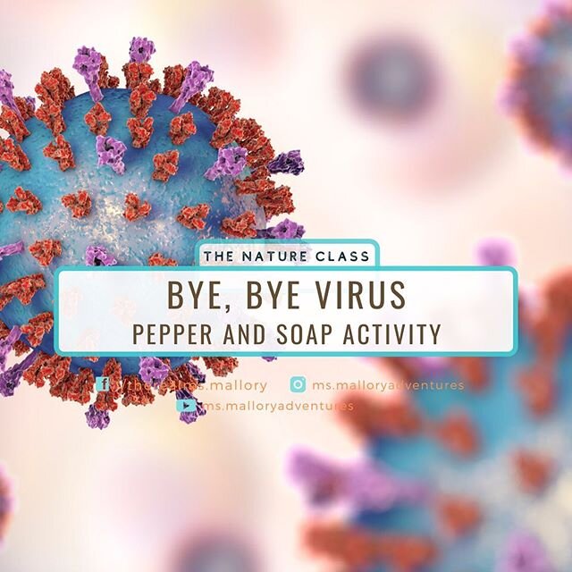 Another great time with @ealvarezkusi on @kusi_gmsd ! Today we chatted about why soap is SO IMPORTANT in the fight against #covid_19 -
-
-
The activity is on the my website under the #natureclass section (link in bio)
-
Fast facts about viruses 🦠 🦠