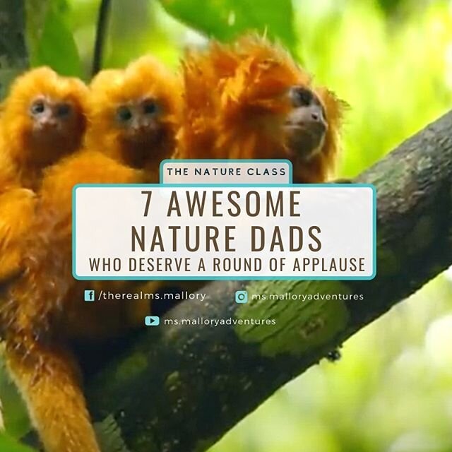 Happy Father&rsquo;s Day!!
-
-
🎉 It&rsquo;s a day to celebrate those devoted dads out there, so here is a list of my top 7 wildlife dads that deserve an 👏  To watch videos of these dads in action, head over to the NATURE CLASS (link in profile). 💻