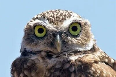 San Diego Zoo Global: WildWatch Burrowing Owl