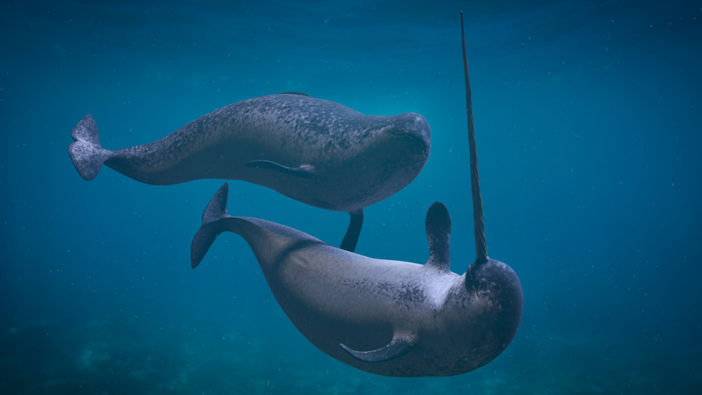 MYTH: NARWhALS USE THEIR TUSKS TO BREAK ICE AND FIGHT — Ms. Mallory Adventures MYTH: NARWhALS USE THEIR TUSKS TO BREAK ICE AND FIGHT — Ms. Mallory Adventures