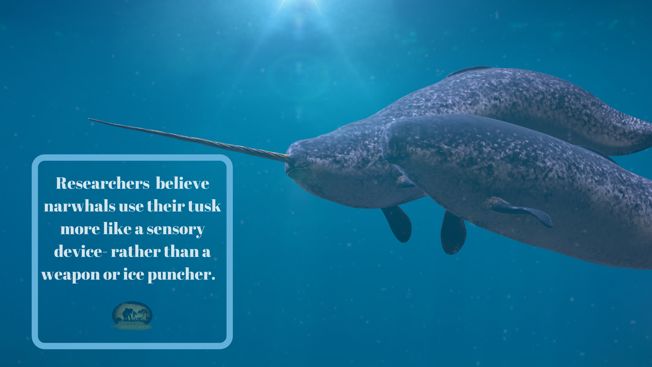 MYTH: NARWhALS USE THEIR TUSKS TO BREAK ICE AND FIGHT — Ms. Mallory  Adventures