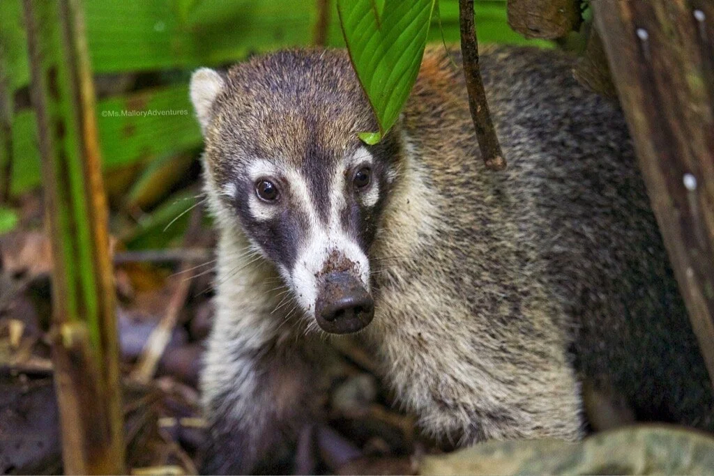 CURIOUS CONSERVATIONIST SERIES  