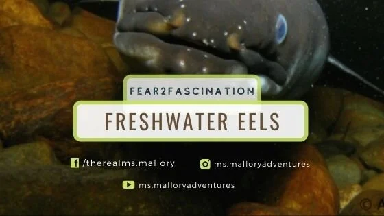 Fear2Fascination: Freshwater Eels