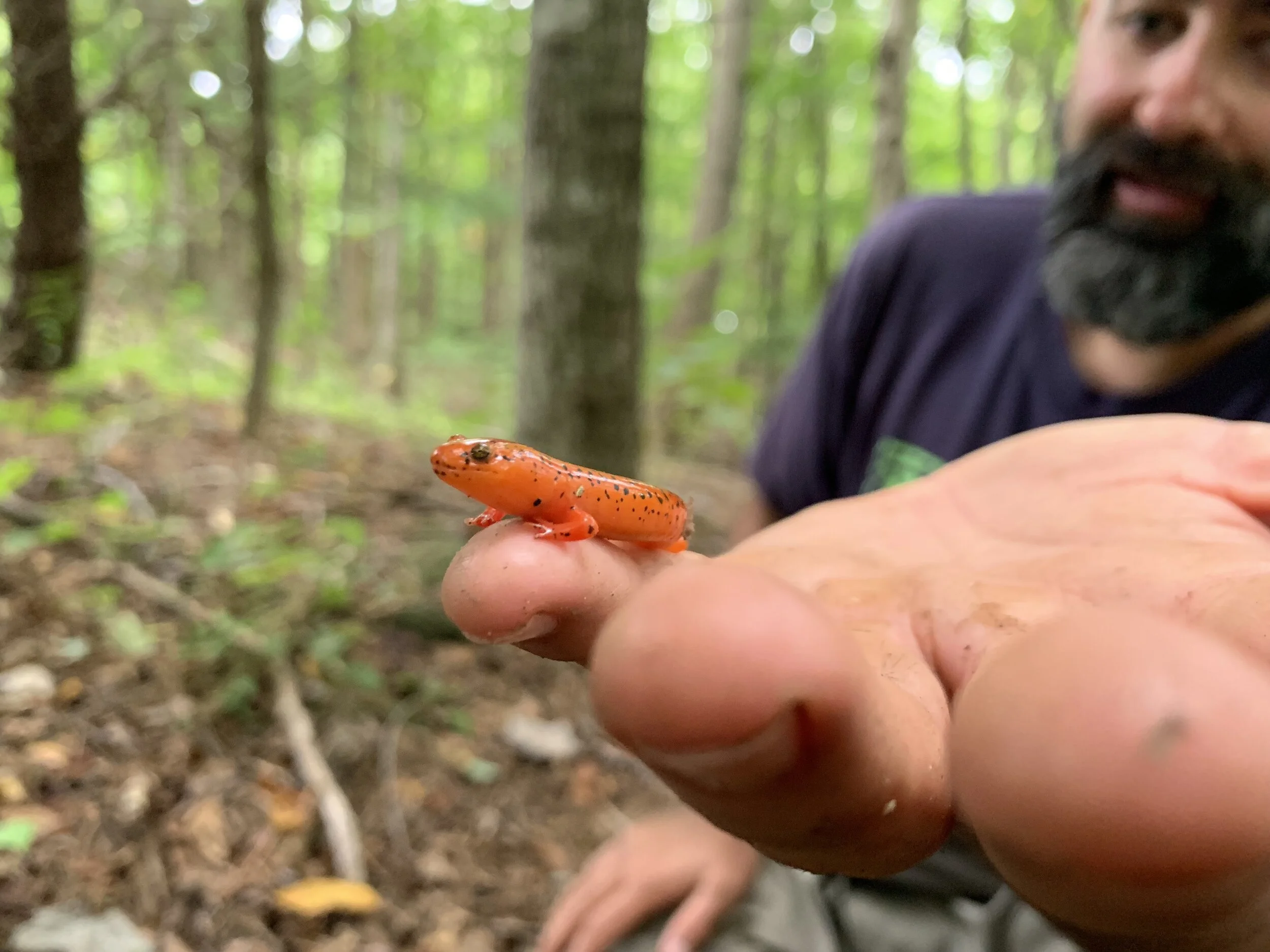 Amphibian &amp; Reptile Conservancy (ARC) 