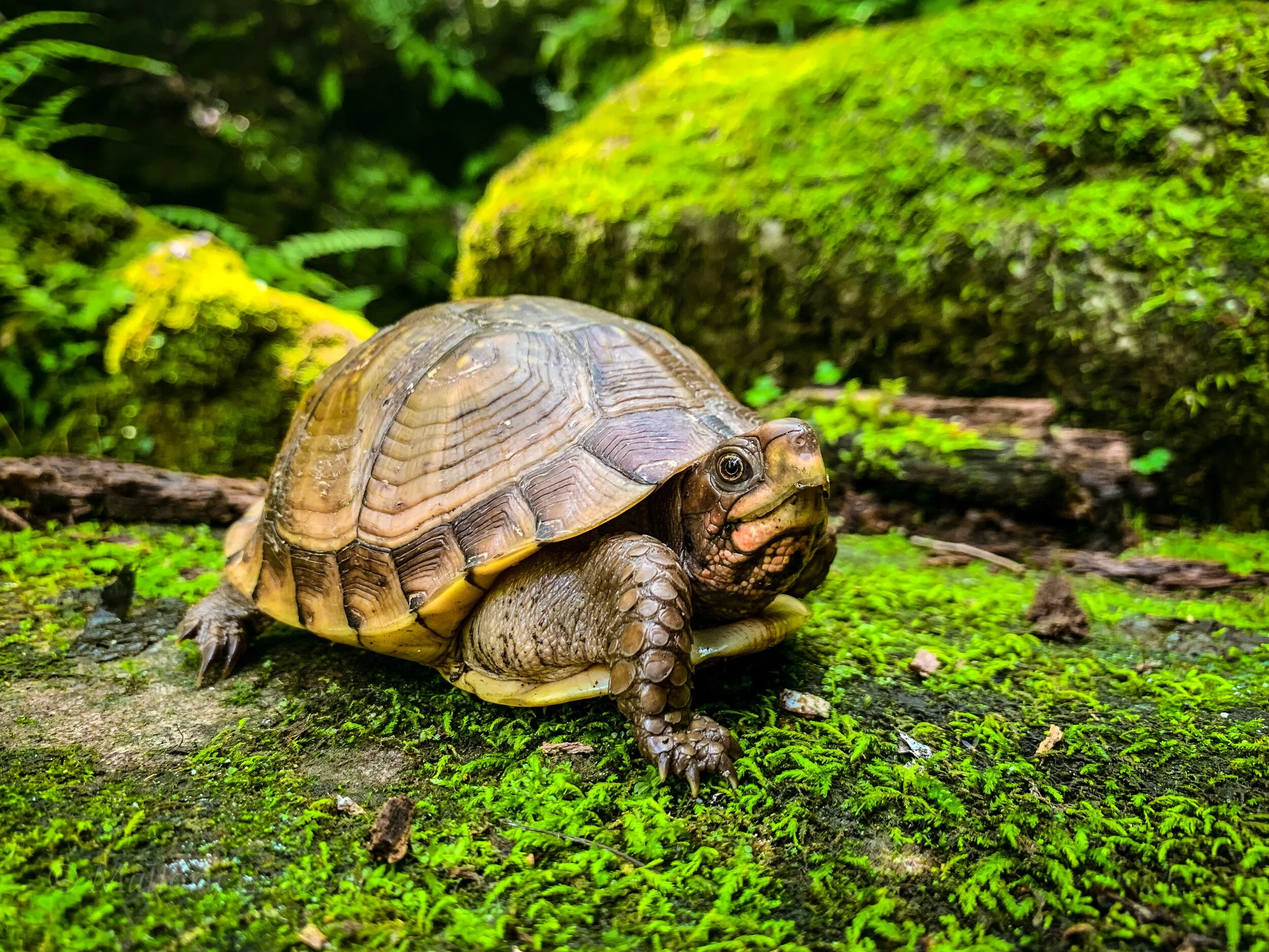 Collaborative to Combat the Illegal Trade in Turtles (CCITT)