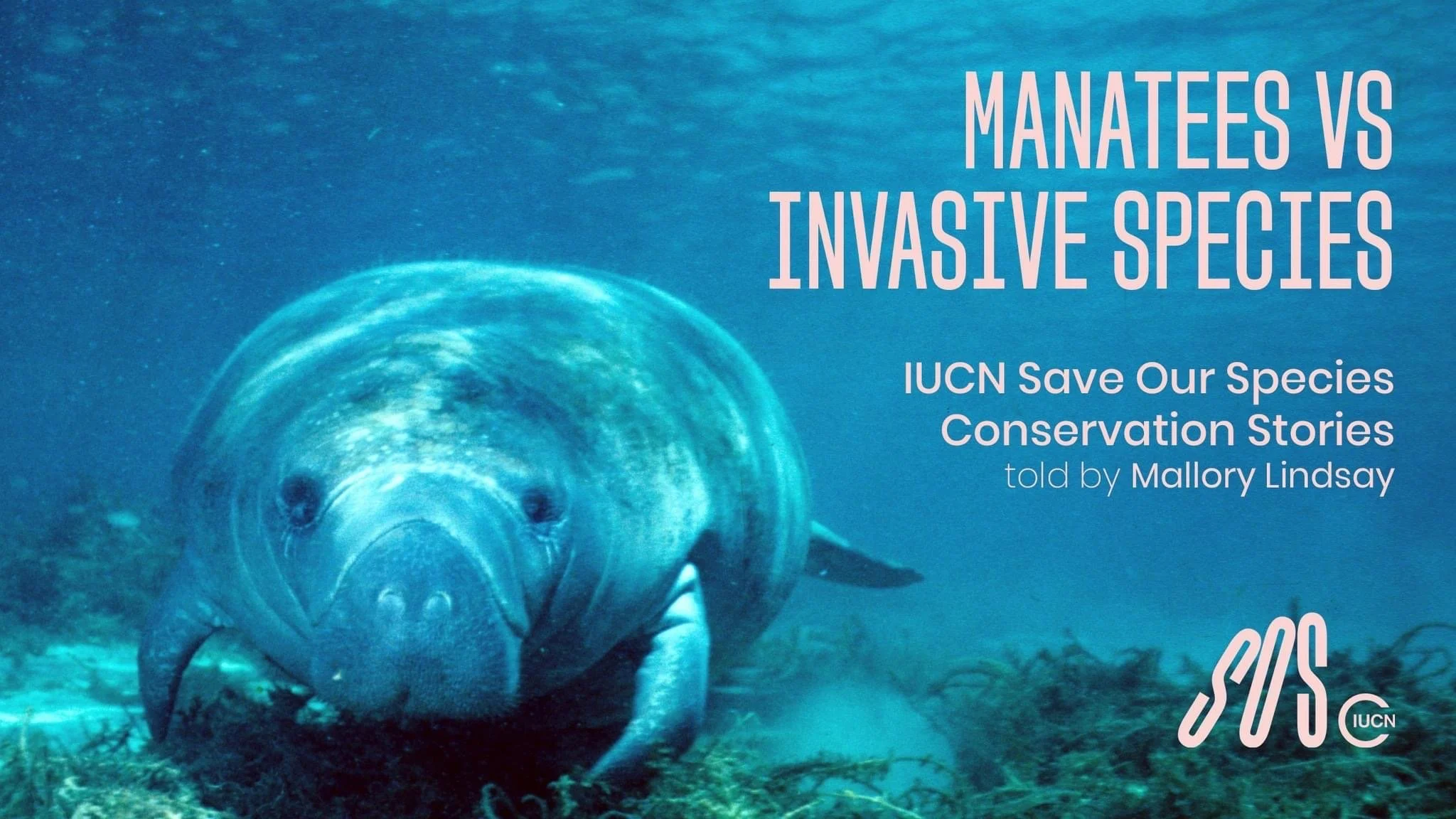 Manatees VS Invasive Species