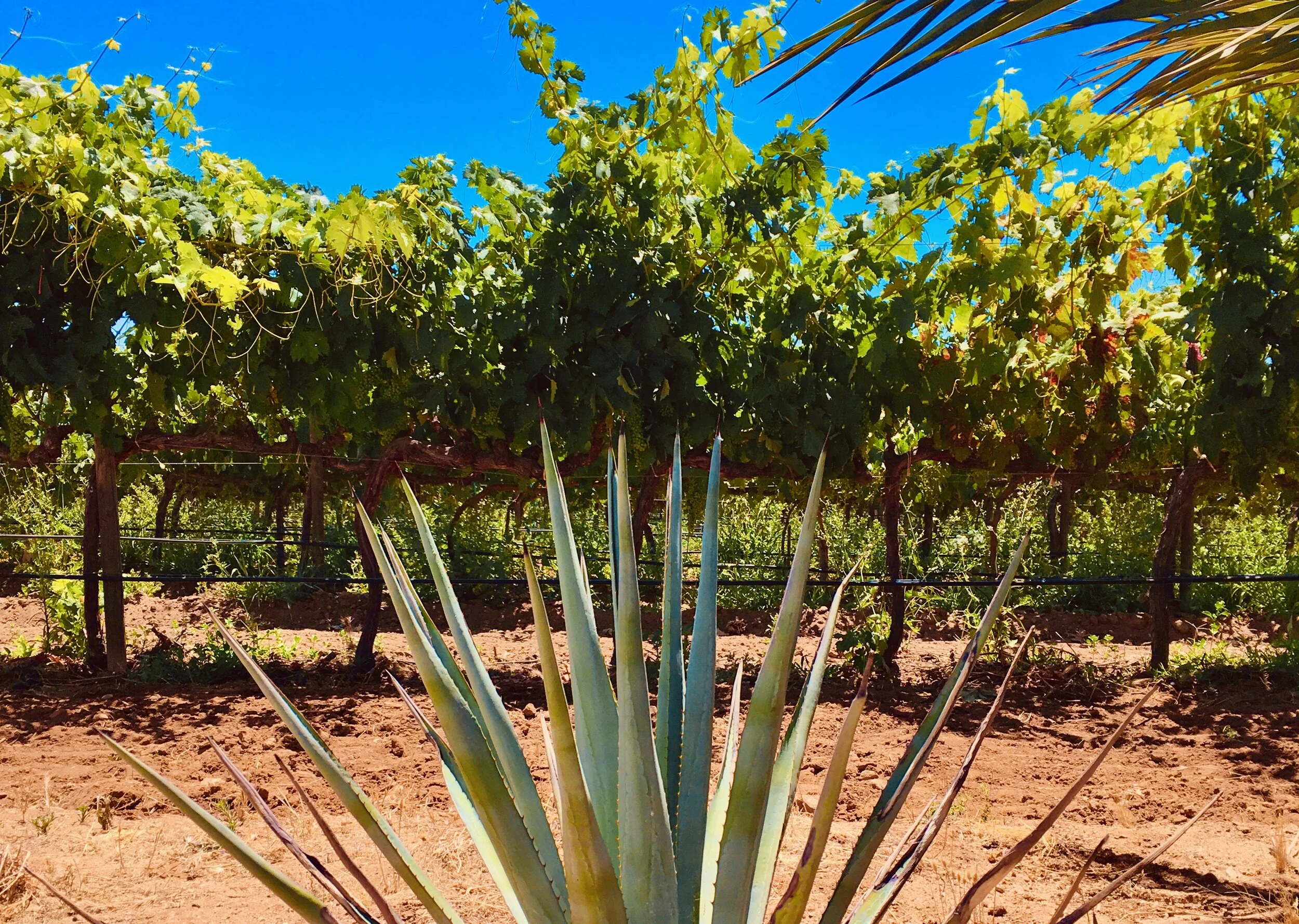 agavemeetsvine.jpeg