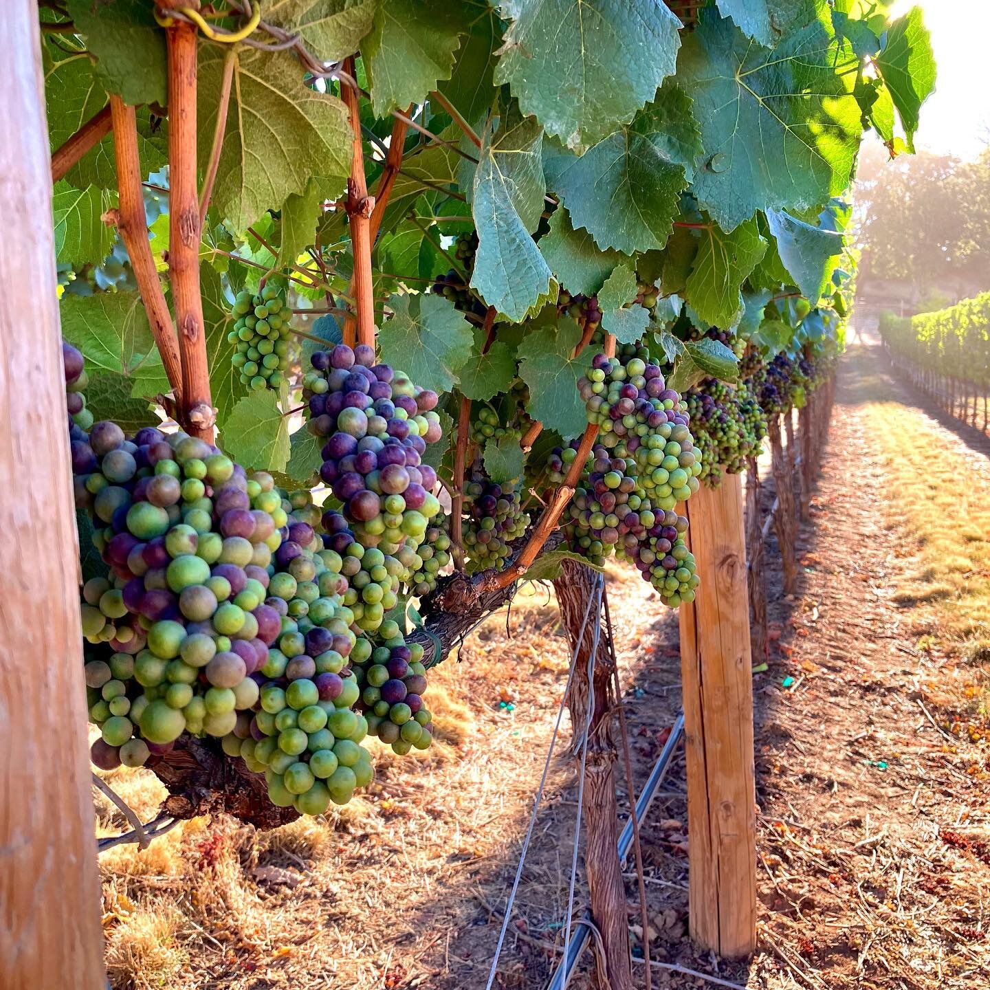 @wineenthusiast has recently nominated Southern Oregon&rsquo;s Rogue Valley for the 2022 wine region of the year. I recently visited for the first time and later conducted a tasting featuring the amazing variety of grapes grown in Oregon, many grown 