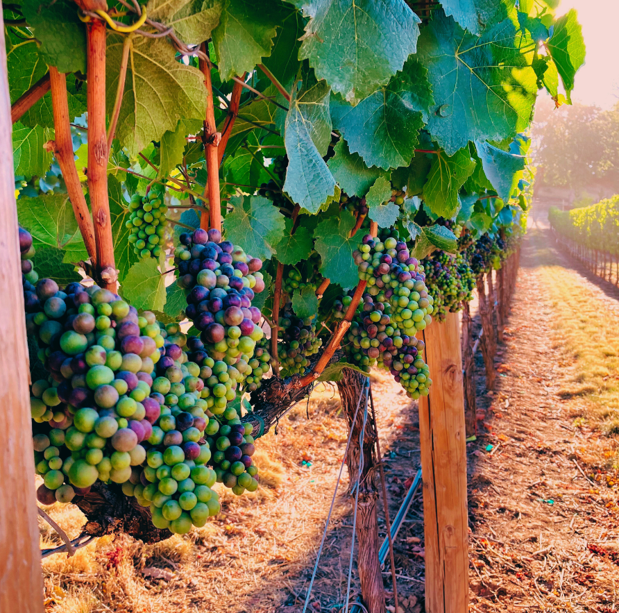 Rogue Valley Oregon .png