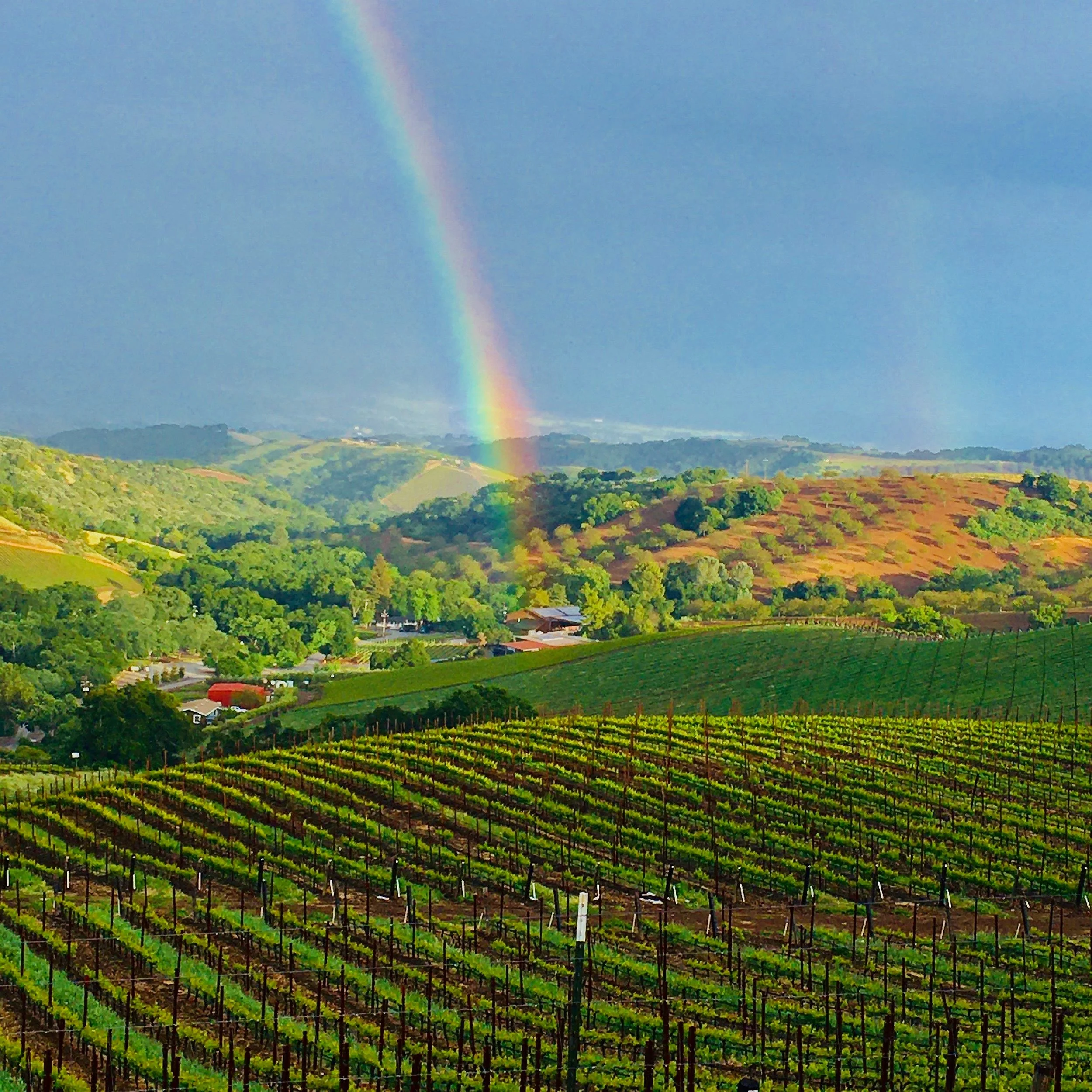 DAOU+VINEYARD+RAINBOW.jpg
