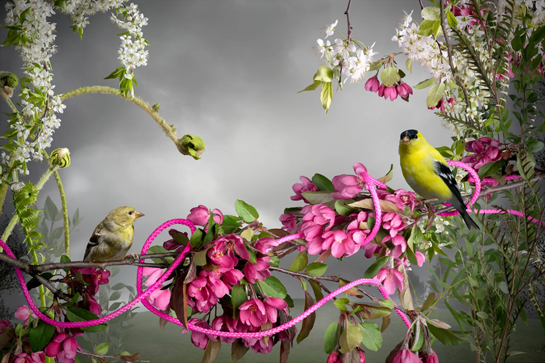 JASON DEMARTE | Goldfinch-Pink Cord, 24 x 36 inches / 61 x 91.5 cm, archival ink jet print, edition 5/10, 2017