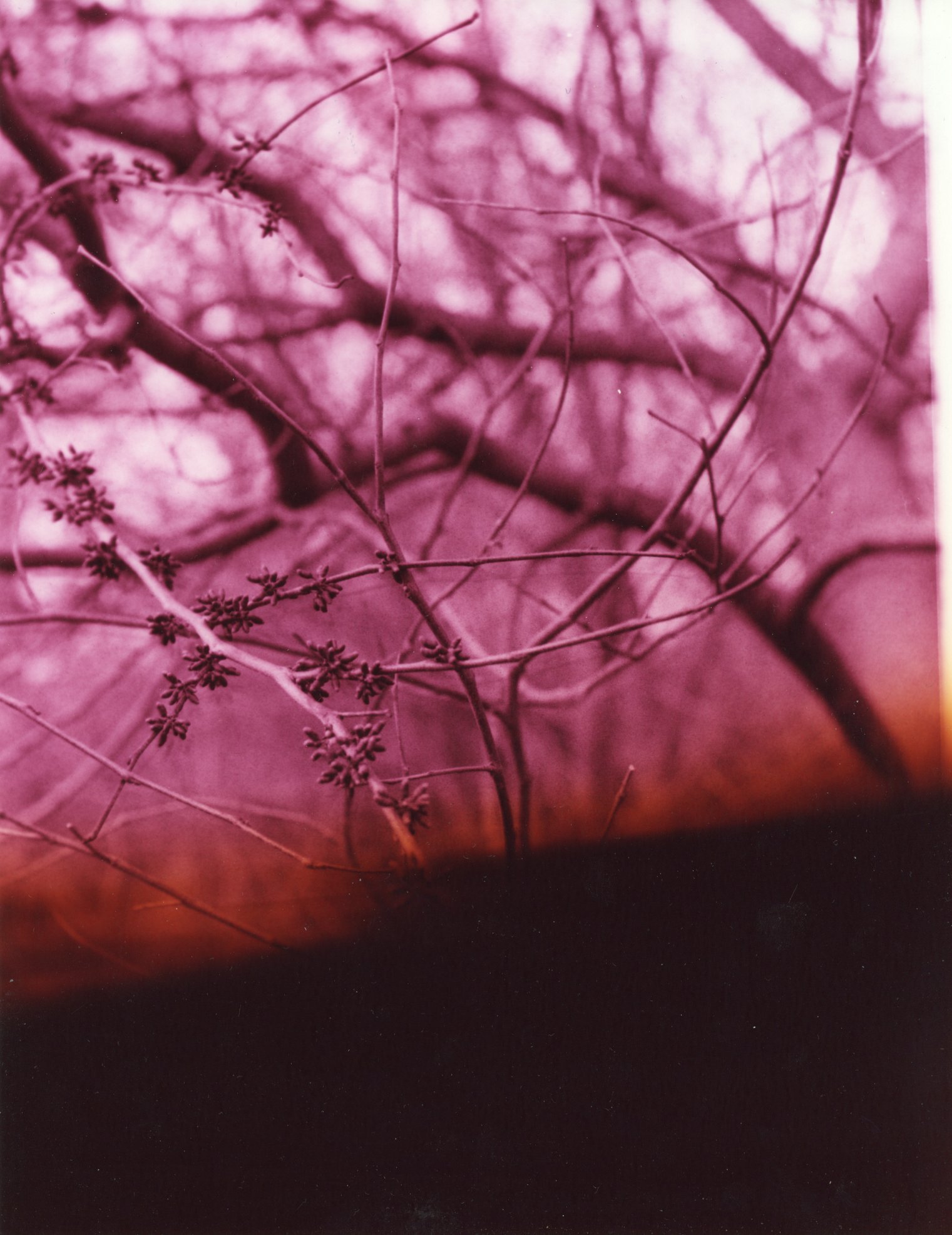 RED BUD | 20 x 16 inches / 50.8 x 40.64 cm, chromogenic photograph, edition 1/1, 2021