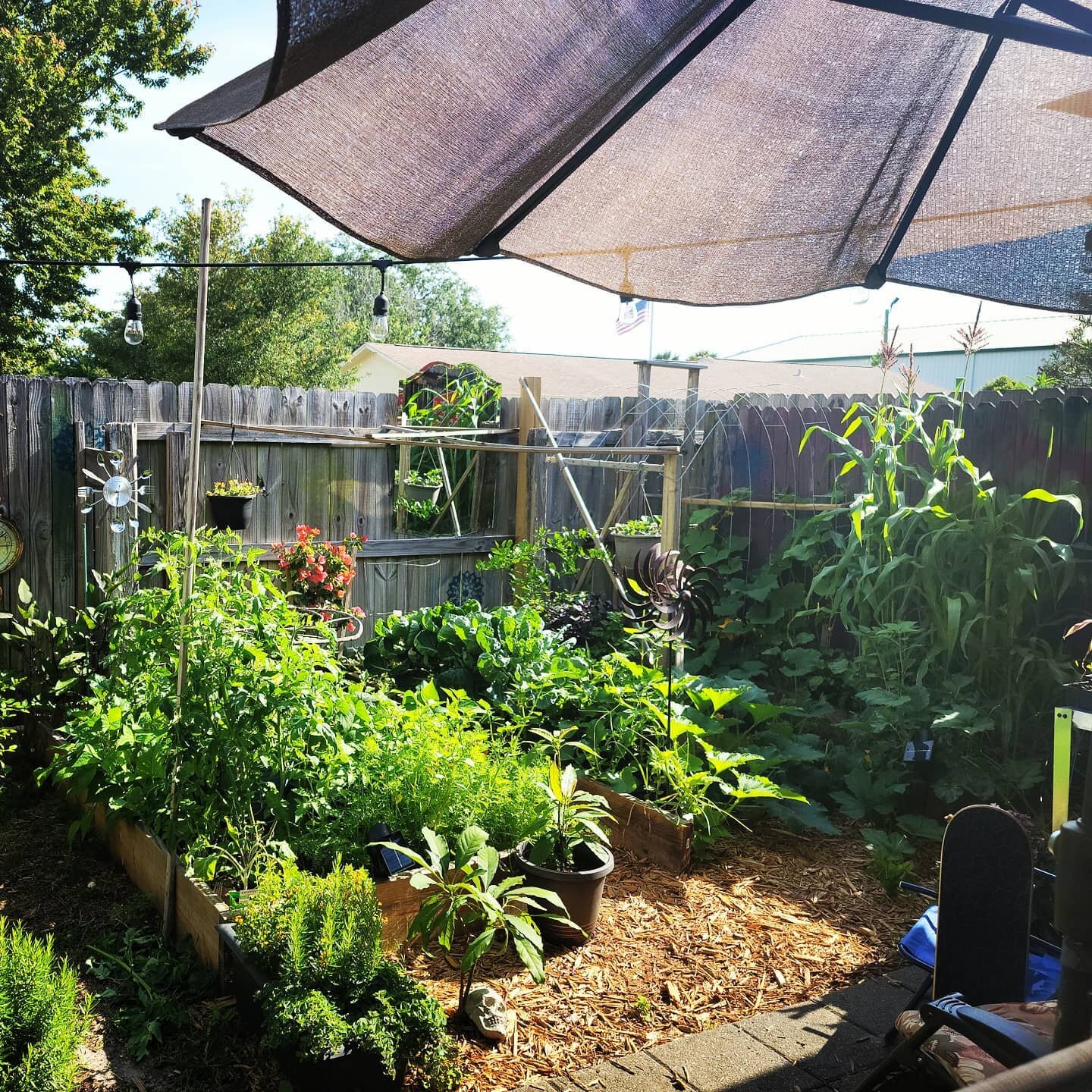 Shots of the garden before the heat kills it🍓🫐🍆🥕🌽🥔🥑🍅🌶🫑🥒🥦🧅 #trebienfoods #eatyourveggies