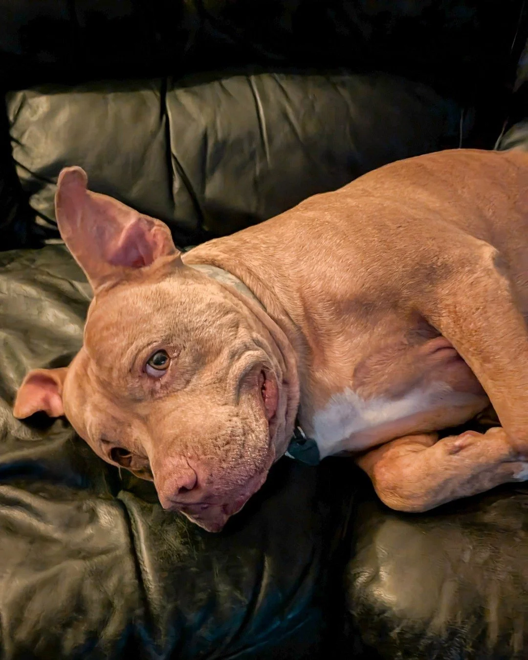 Our Chief Happiness Officer, Huxley, is demanding extra snuggles and time off, and who are we to argue with that face? 🐶 This week, we are taking a much-needed long break. Why? Because we need to recharge, overeat, and spend some quality time with o