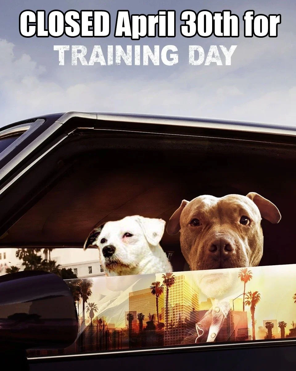 The Darvier Studio is closed this Thursday, April 30th, for a "Training Day." 🎬🐾

Harley and Huxley are patrolling the perimeter, while the rest of the team learns some new skills. We&rsquo;re using this time to get better at what we do s