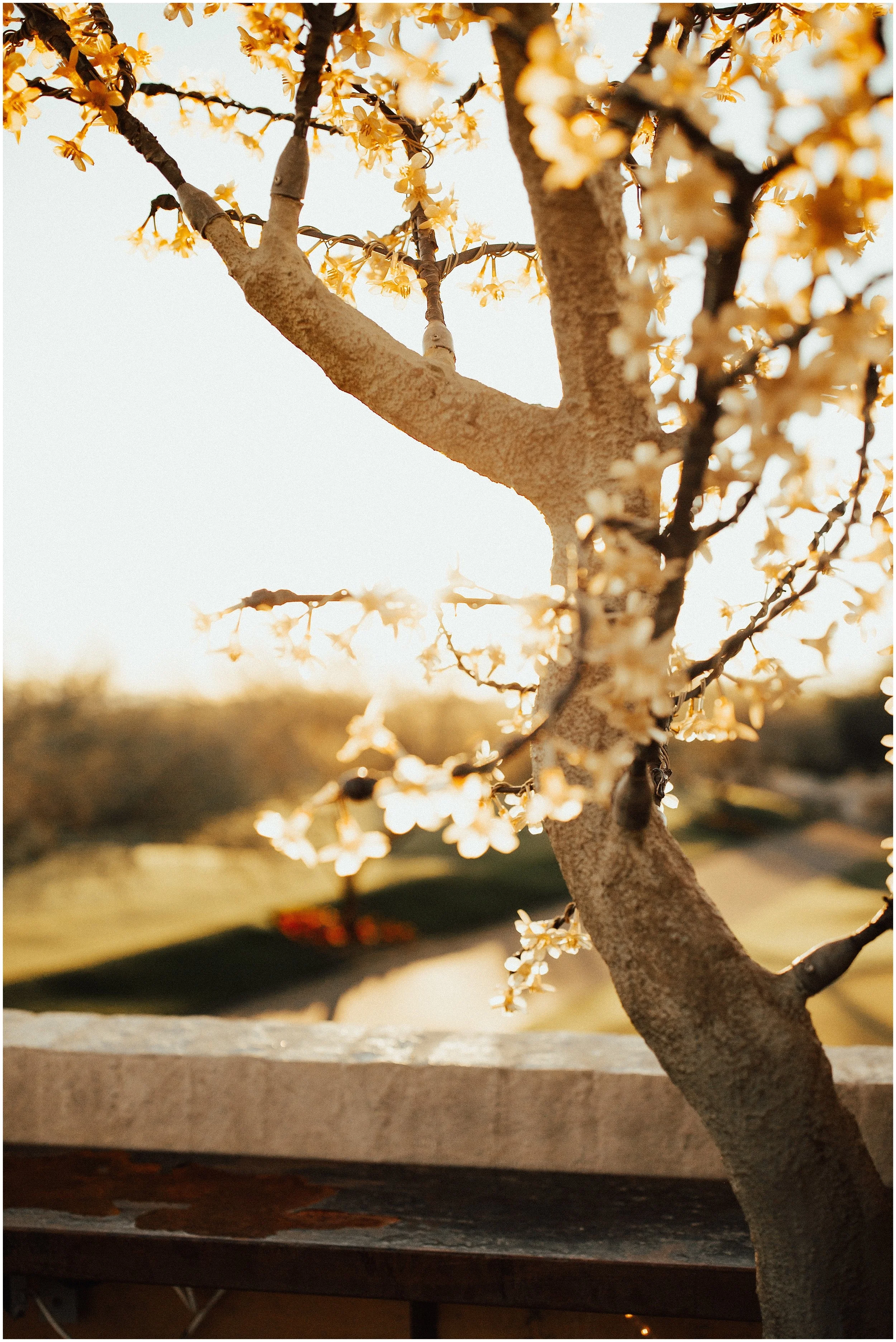 Scottsdale Wedding Photographer Cassie Trottier Photography-1172_.jpg