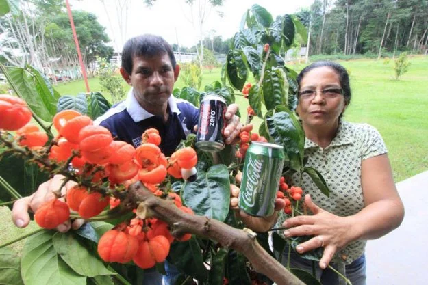guarana-1.jpg