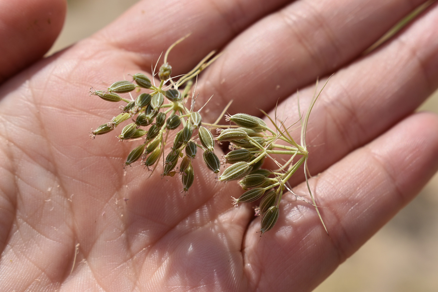 Cumin is a small plant that is capable of growing in the desert sands of northwestern India (Rajasthan and Gujarat states), as well as in Syria, Egypt and Iran. Its small seeds are dried and processed to obtain the powder that is used in the kitchens of the whole world.