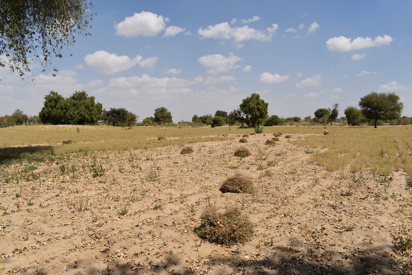 Cumin producers in Rajasthan own on average 5-6 hectares of land (an area higher than the average in spices production in India), which is only productive with cumin for a few months a year - they have limited other farming options due to the desert conditions of the land.