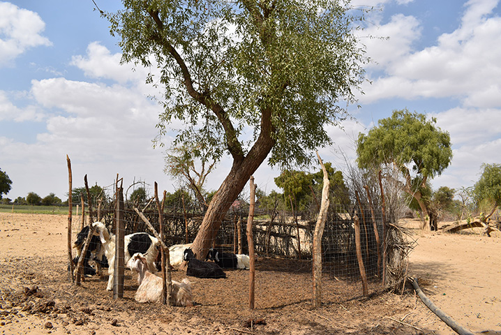 Livestock is an important livelihood for cumin farmers and complements the production of cumin. The goat's dung provides organic material to the sandy soil. Both activities are the main source of income for farmers in the Barmer district, in Rajasthan.