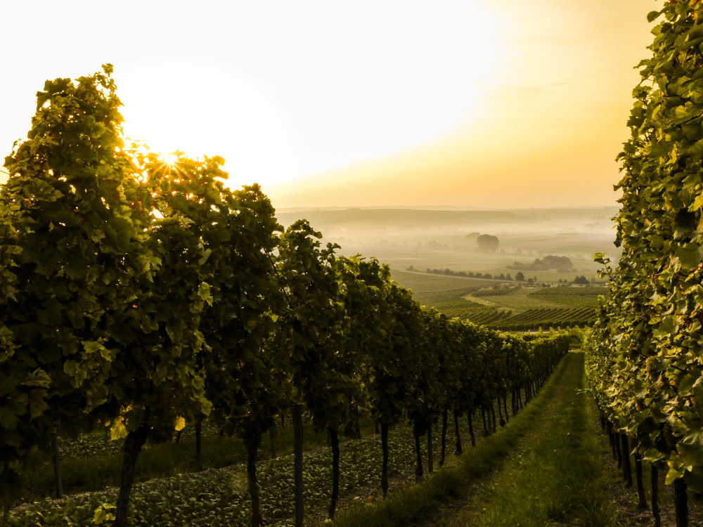 SAN_vineyard-British Columbia.jpeg