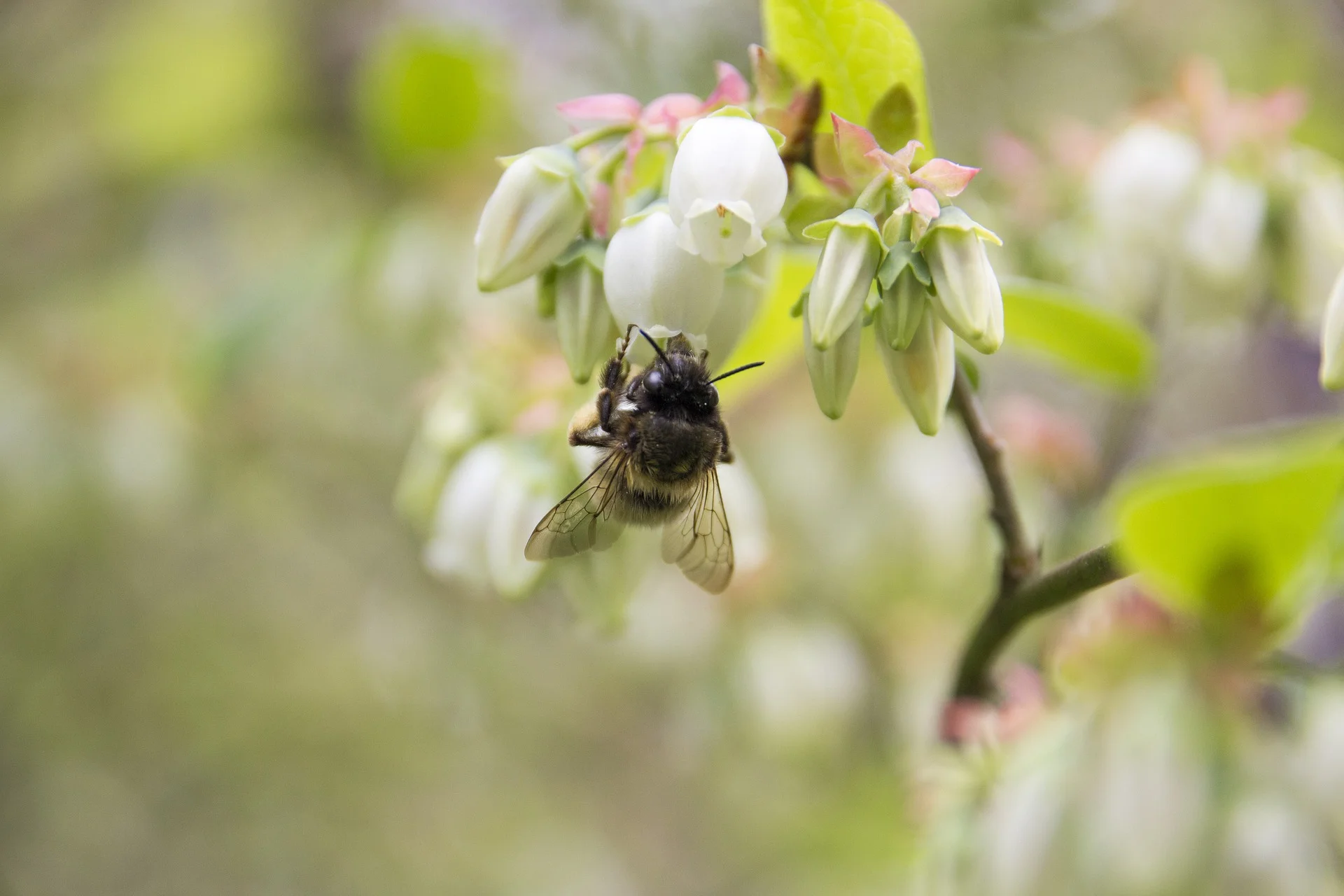 Syngenta-Bees.jpg