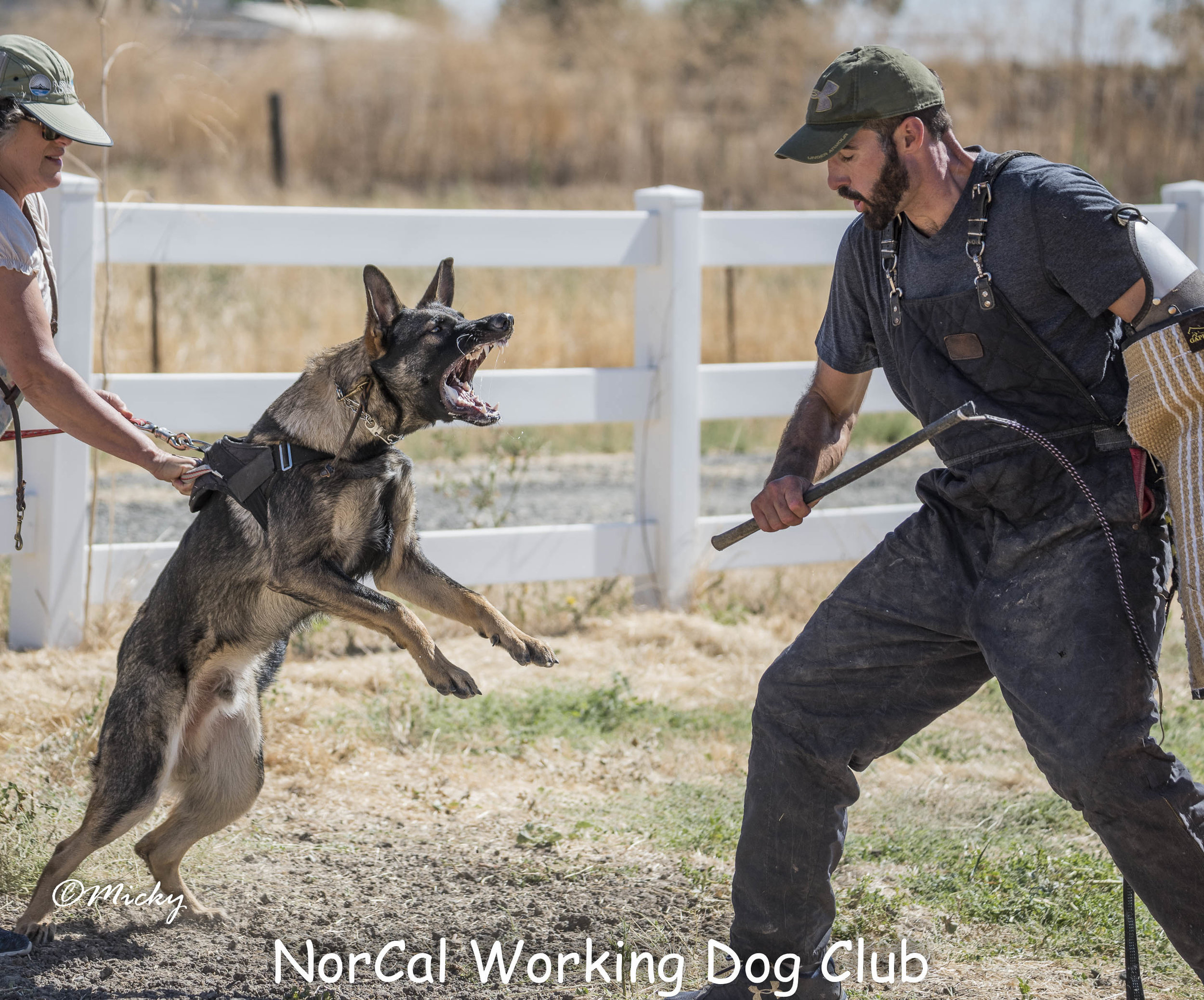 NorCalWorkingDogClub-1492.jpg