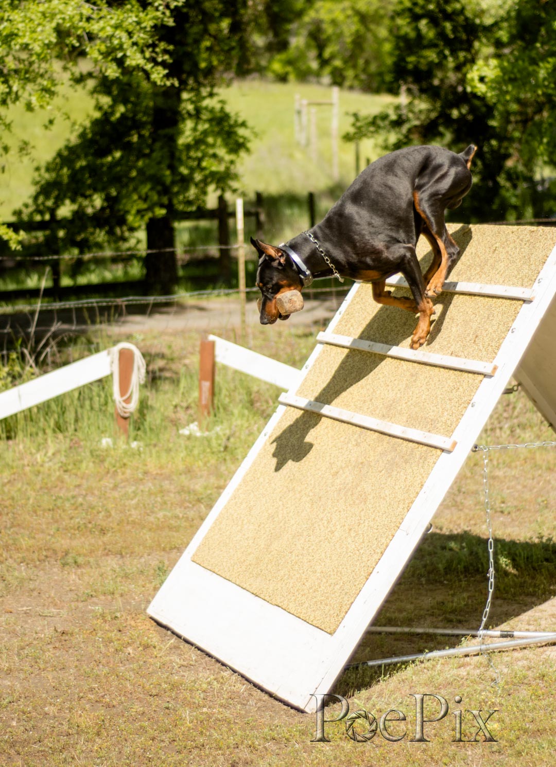 _schutzhund-8.jpg