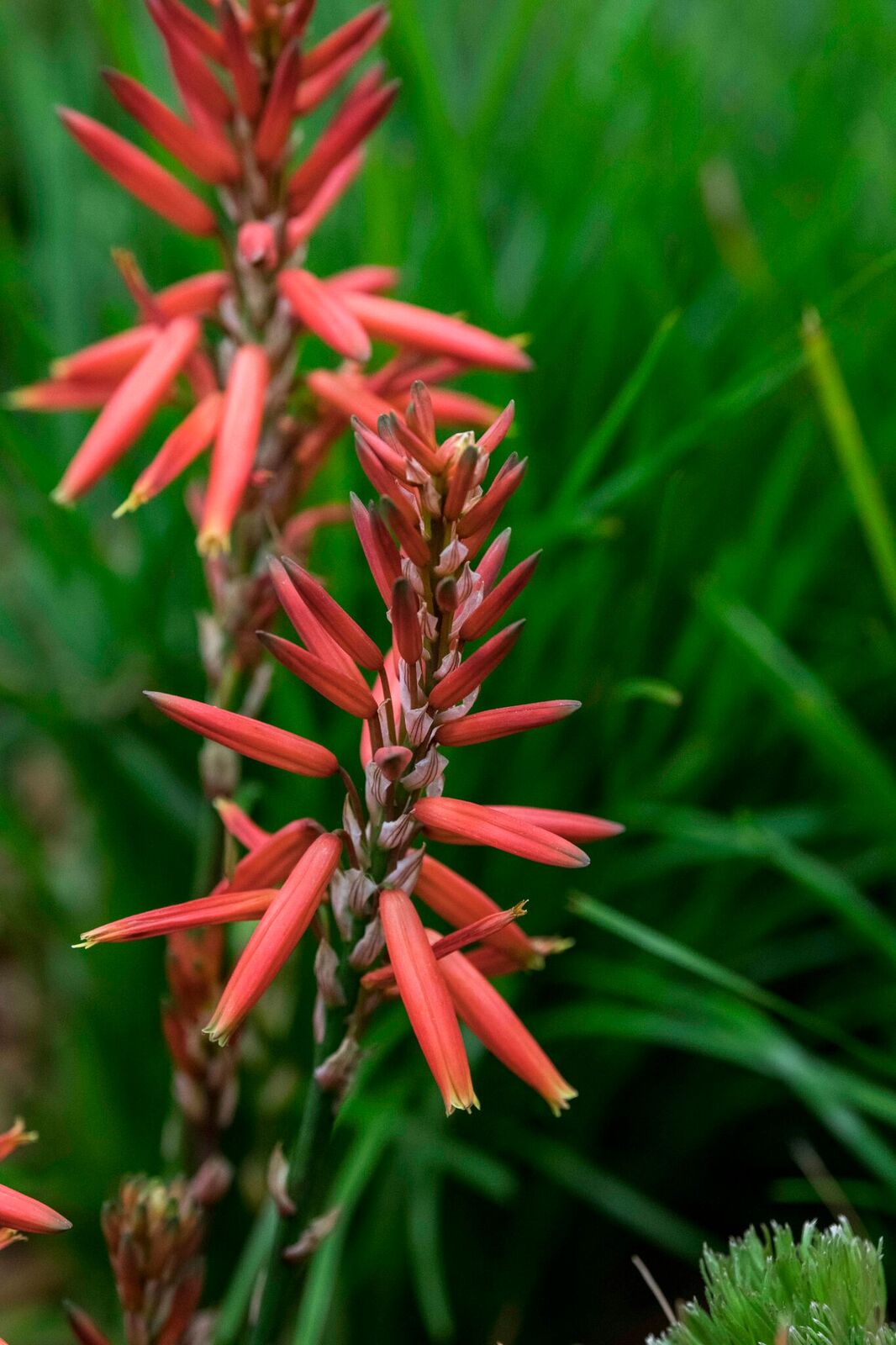 Feature Garden by Tim Harper . Photo by bianca de marchi photography .