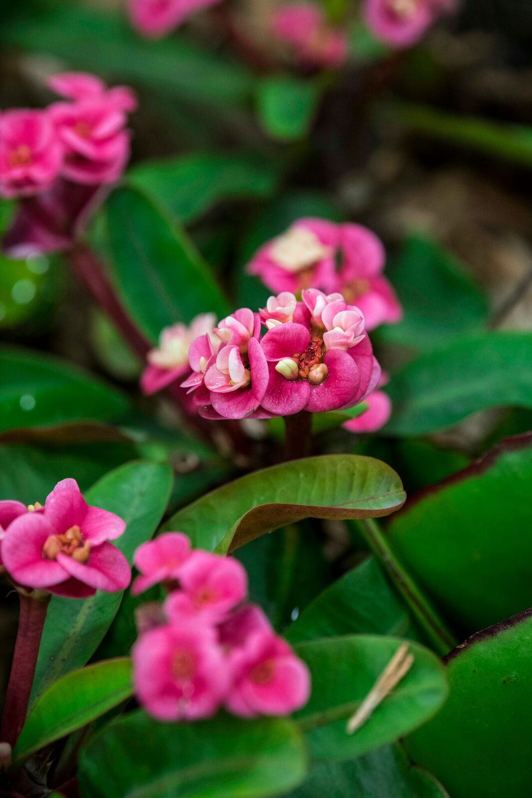 Feature Garden by Tim Harper . Photo by bianca de marchi photography .