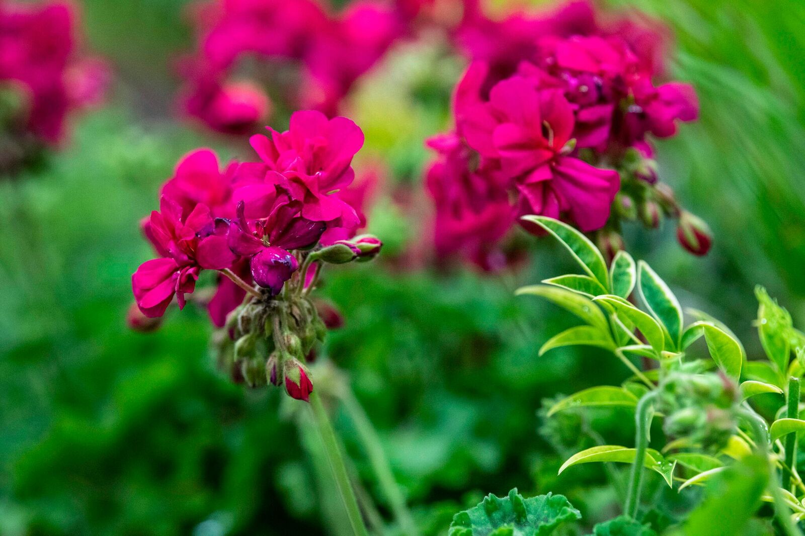 Feature Garden by Tim Harper . Photo by bianca de marchi photography .