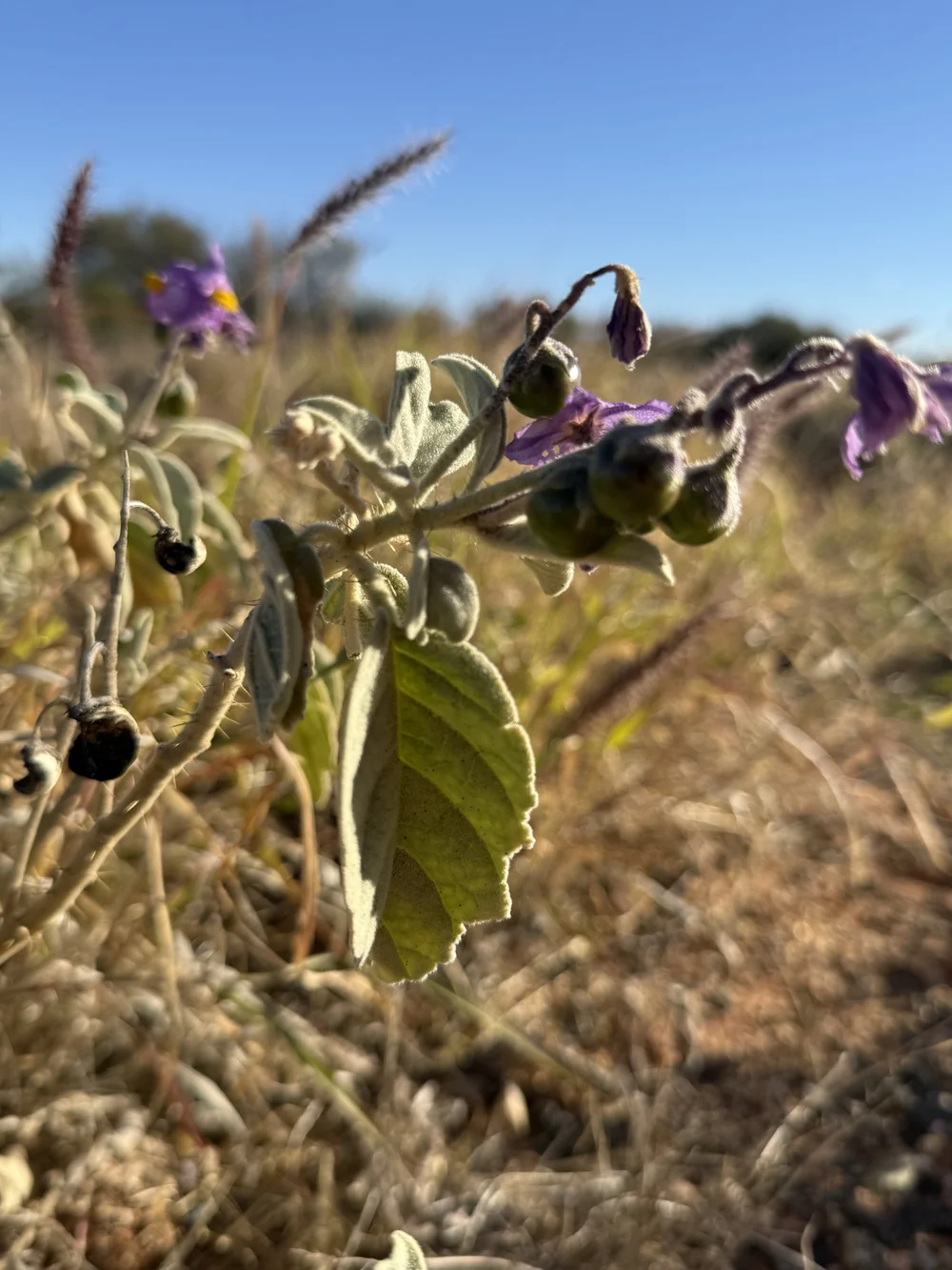 Leah Grant - Indulkana6.jpeg