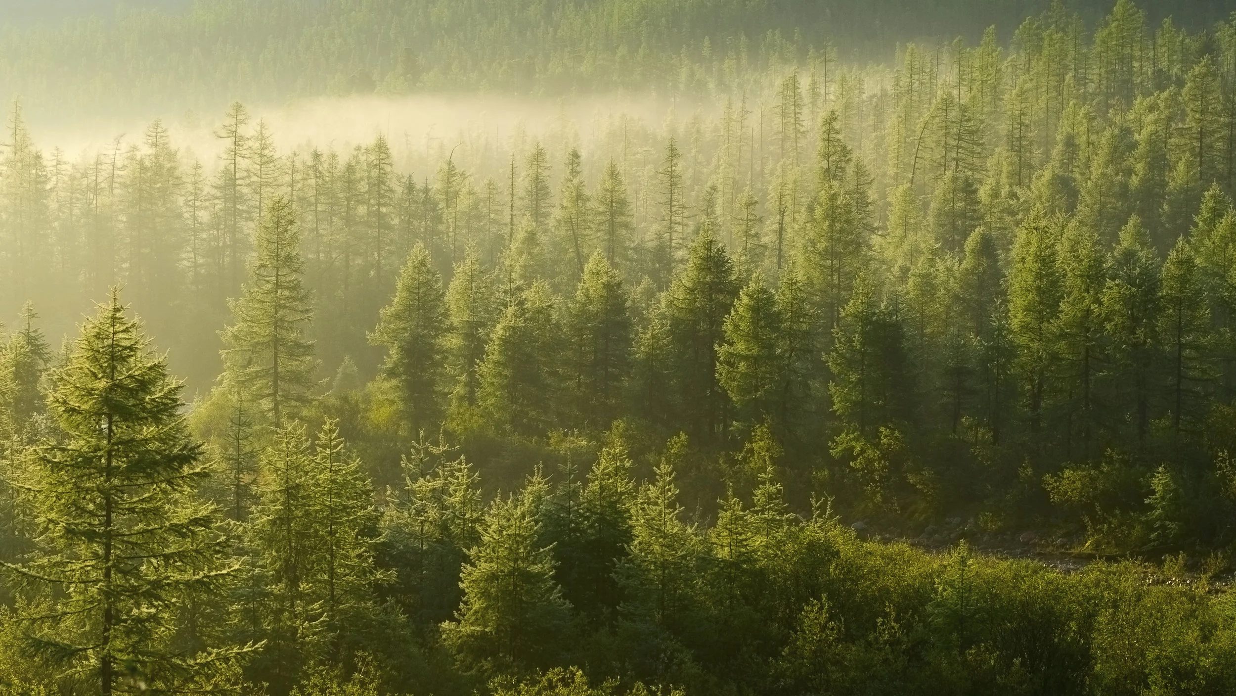 Forests.jpg