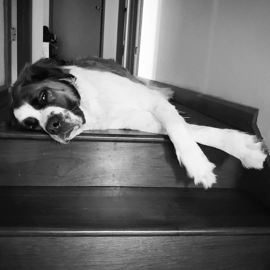 Eh, it's artistic.. whatever 
#art #photography #saintbernard #blackandwhite #artistic