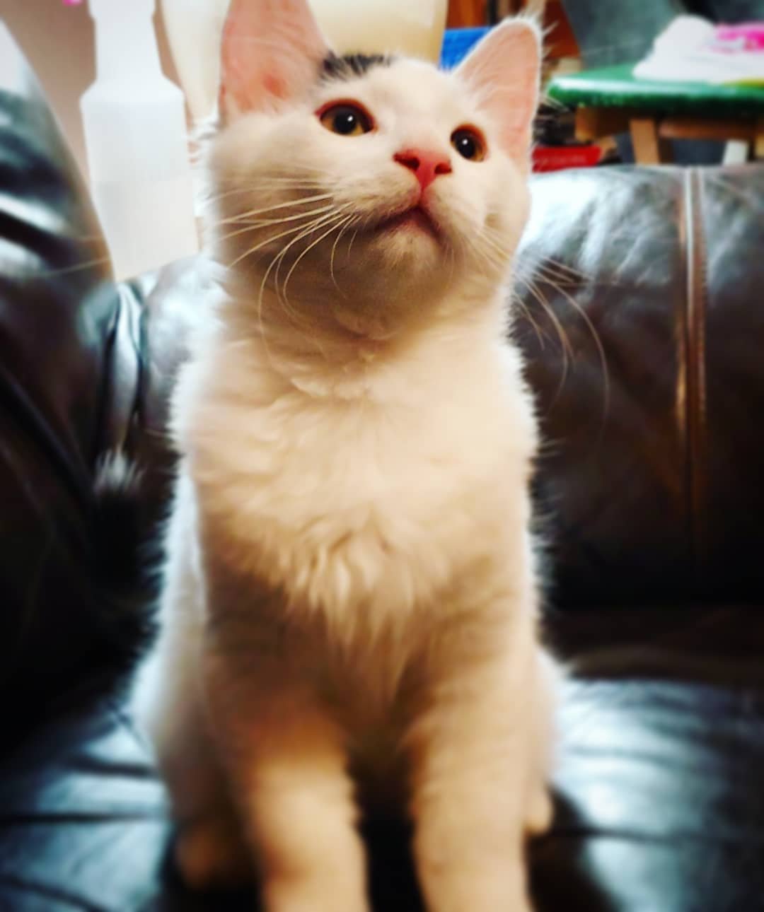 So I guess I have a cat now, so that's cool #kitten #newcat #mybaby
