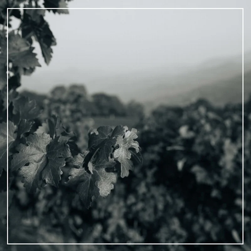 The Historic Roots of Boich Family Wine