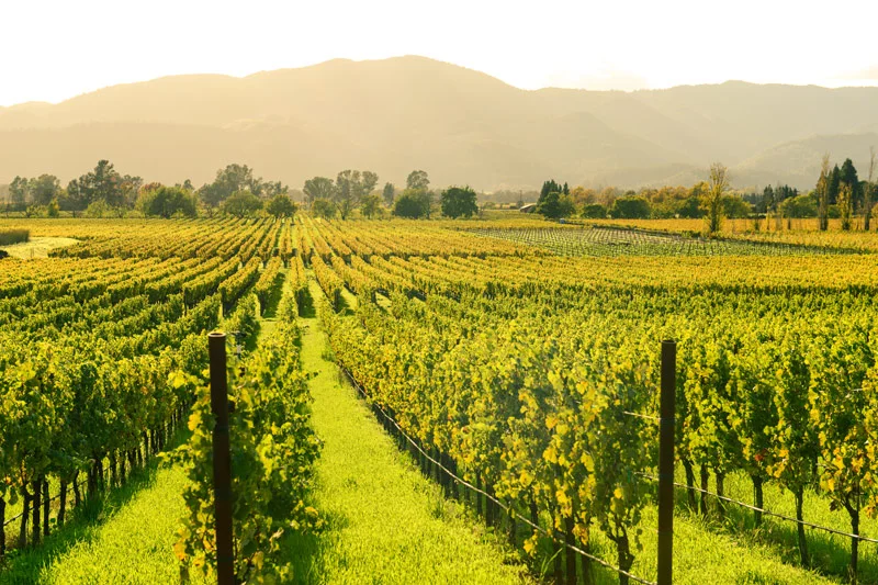 Astra-Blog-GDPR-Wineries-Vineyard.jpg