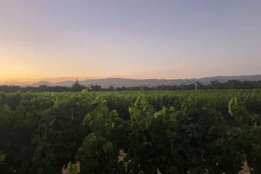 Astra-Blog-Savannah-Part4-Vineyards-Sunset.jpg