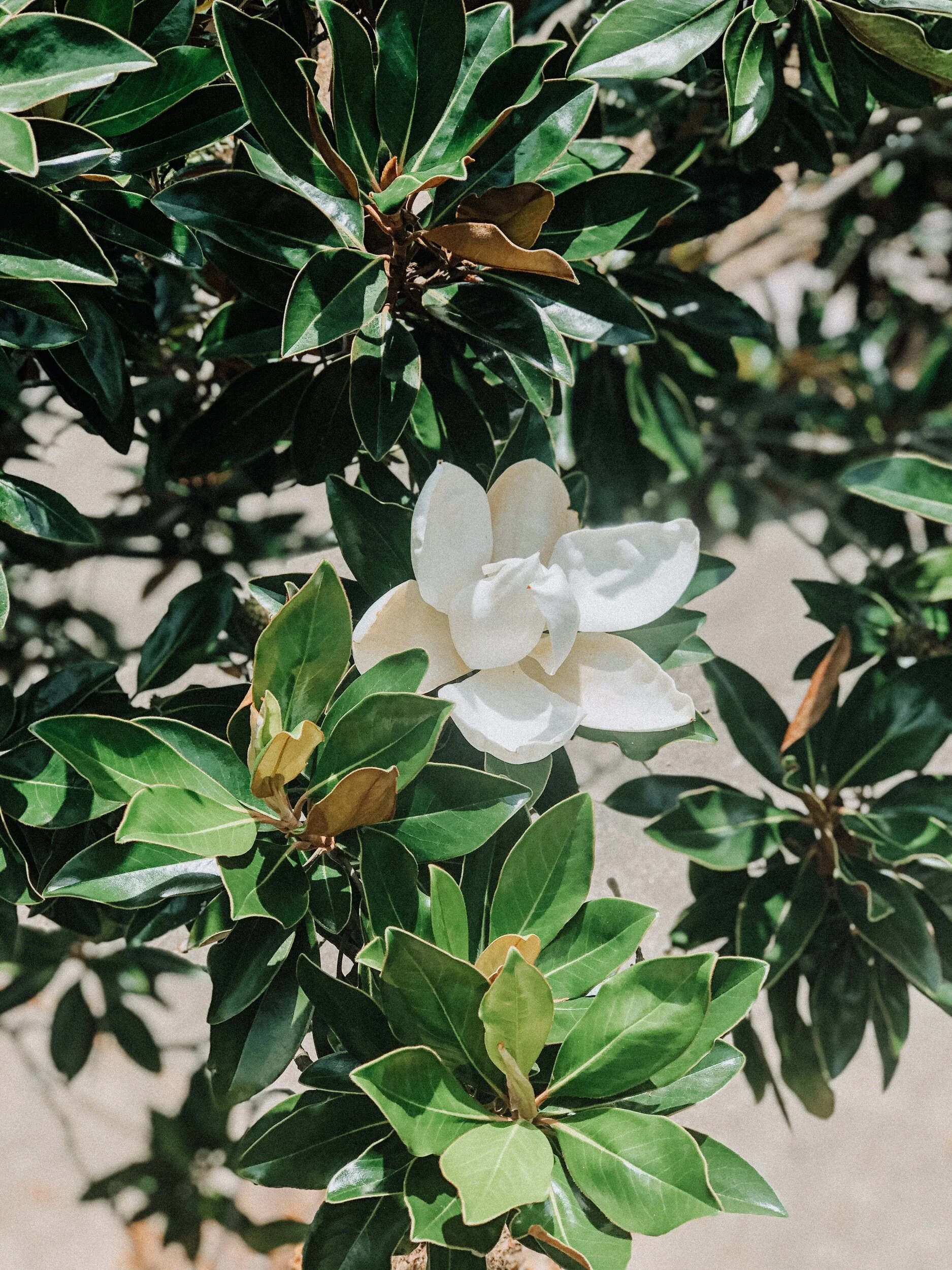 When Roots Run Deep: A Pandemic Anniversary Post