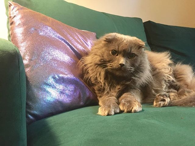 This is Lieutenant Dan, one of our #studiocats who belongs to someone working on #kittyisnotacat! Lieutenant Dan belongs to Katie, one of our animators, and he's like King Tubby - the boss of the house, but a big softie deep down! .
.
.
.
.
#kittyisn