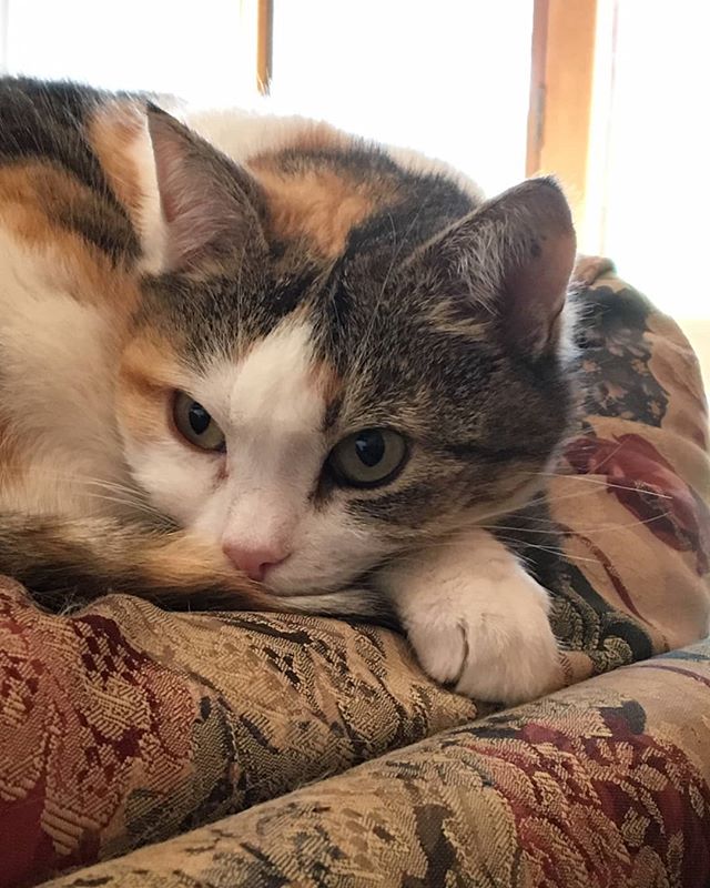 Say hello to Penny, another one of our #studiocats that belong to the people working on #kittyisnotacat! Penny belongs to @sarah.b.artist, one of our animators. She can be both sweet and feisty - one part Petal, one part Thorn! .
.
.
.
.
#kinac #kitt