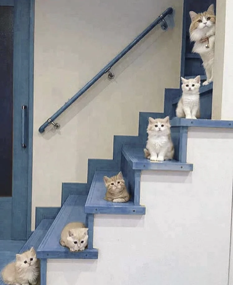 FullSizeRender.jpg