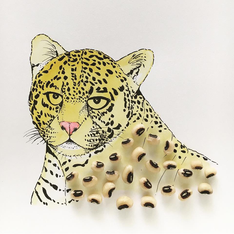 cheetah.jpg