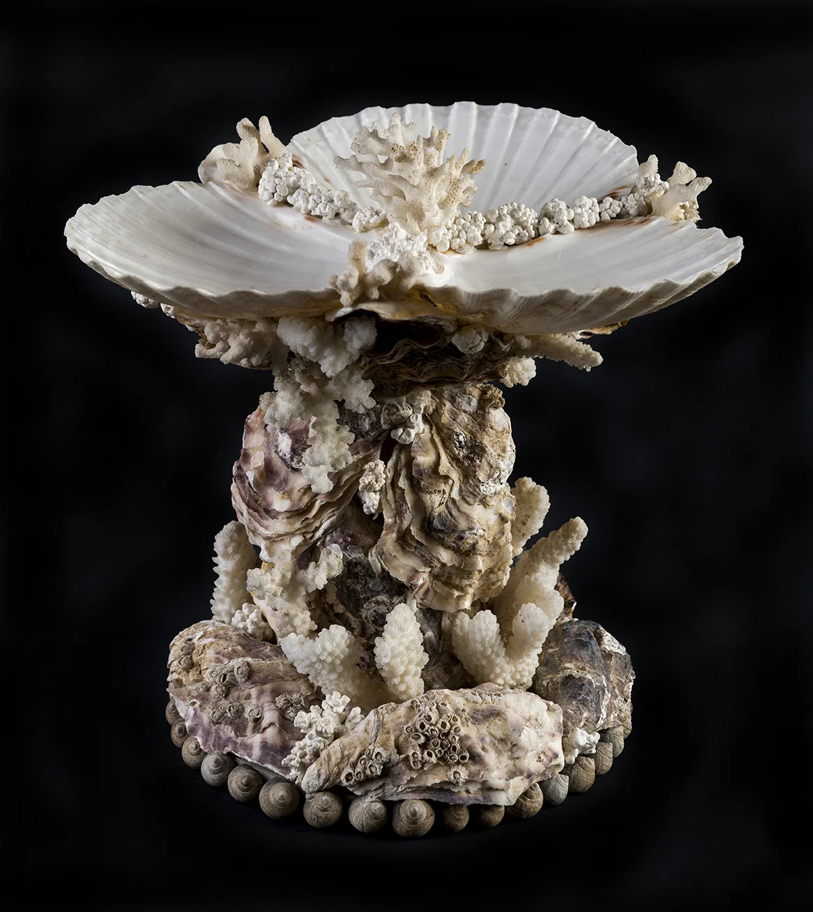 A Table TazzaThree king scallop shells mounted on a rocaille stand of oysters and antique corals. 20cm x 23cm