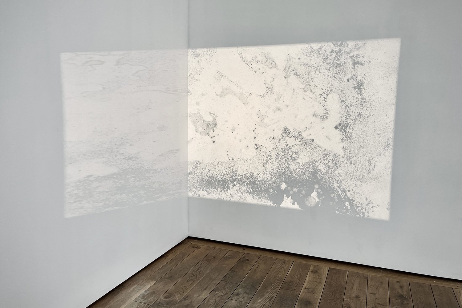   Kvitskriuprestan  (2023), slide image intallation, mixed media. 