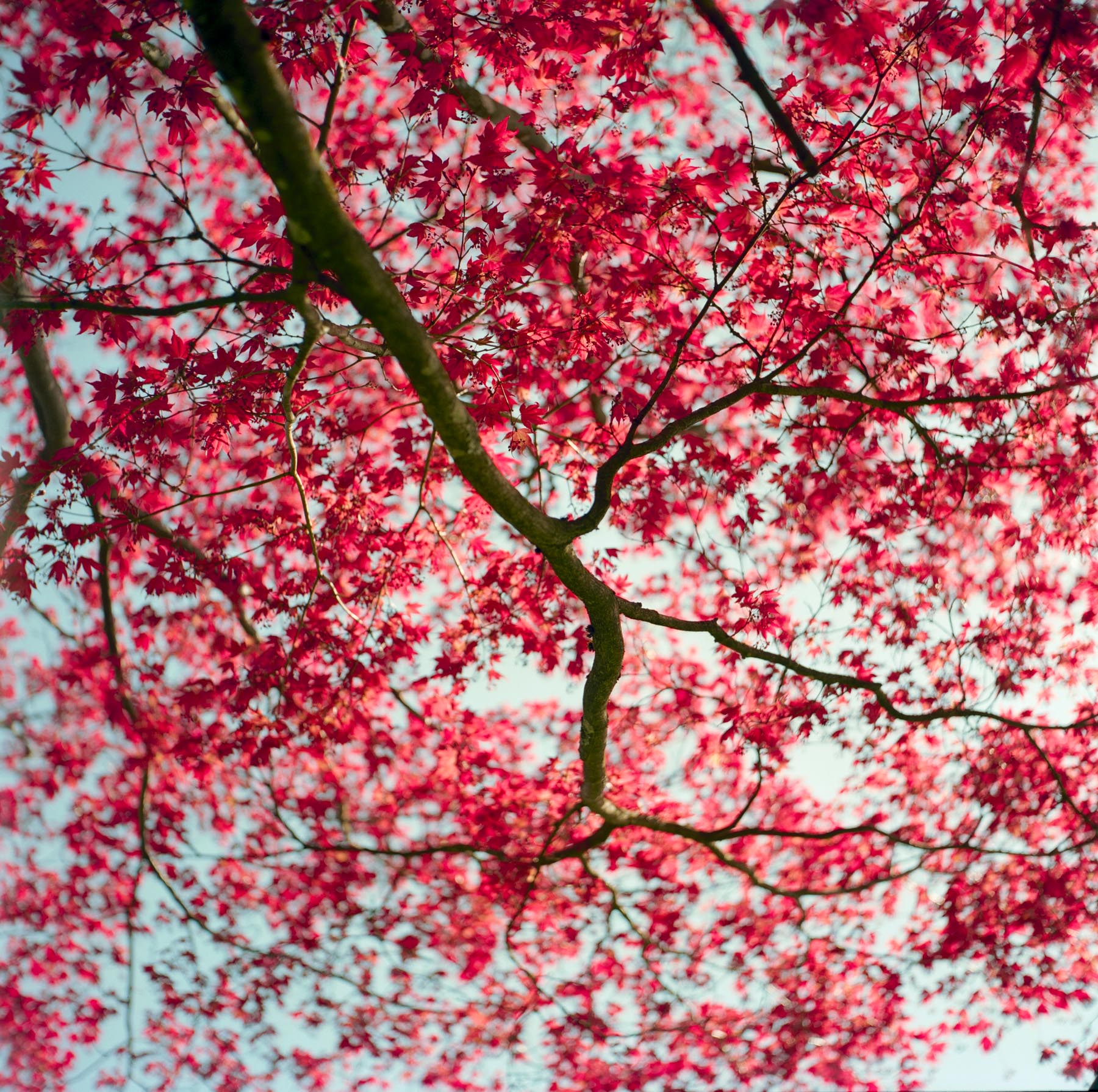 Red Leaves